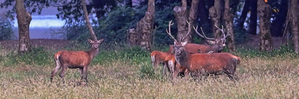 Cervo maschio che bramisce in una radura al crepuscolo, con altri cervi e il Lago di Piano sullo sfondo