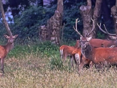 Cervo maschio che bramisce in una radura al crepuscolo, con altri cervi e il Lago di Piano sullo sfondo