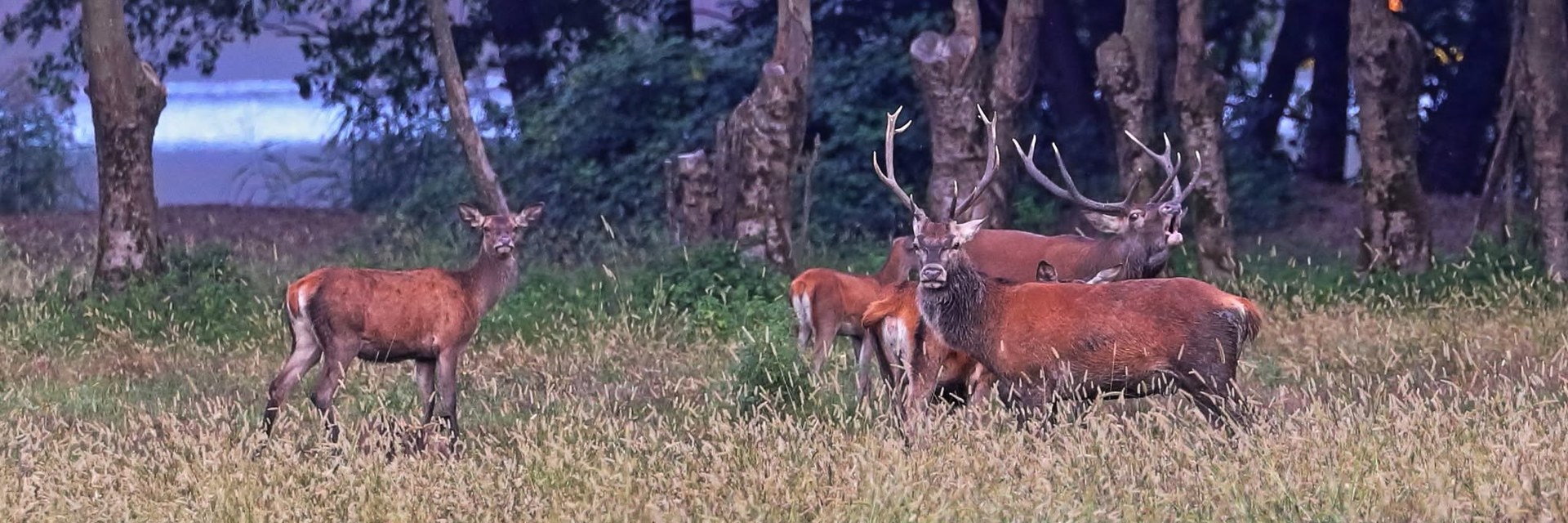 Cervo maschio che bramisce in una radura al crepuscolo, con altri cervi e il Lago di Piano sullo sfondo