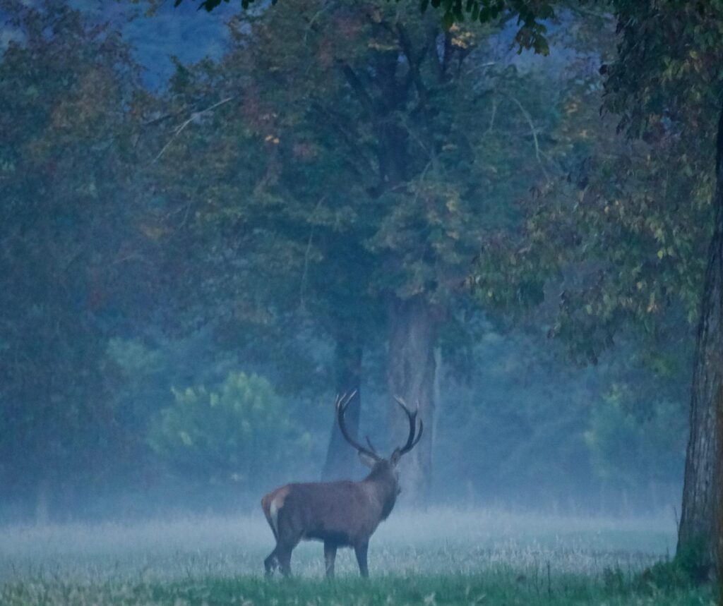 Cervo maschio adulto con palchi ramificati, solo in una radura nebbiosa sotto un grande albero
