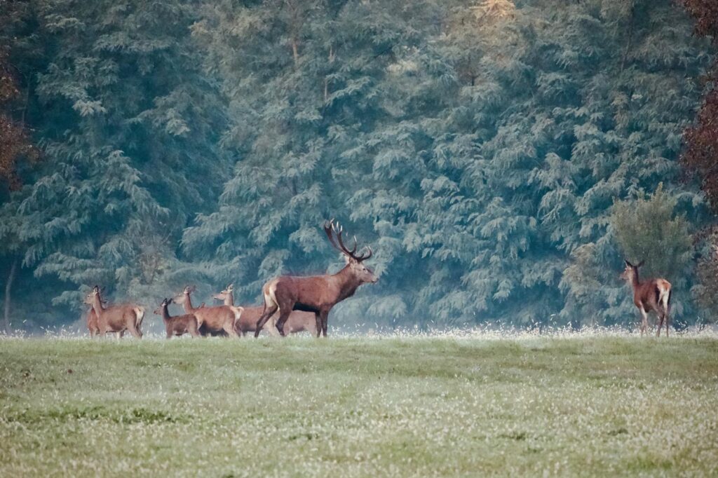 Cervo maschio con il suo harem di femmine in una radura all&rsquo;alba, al margine del bosco