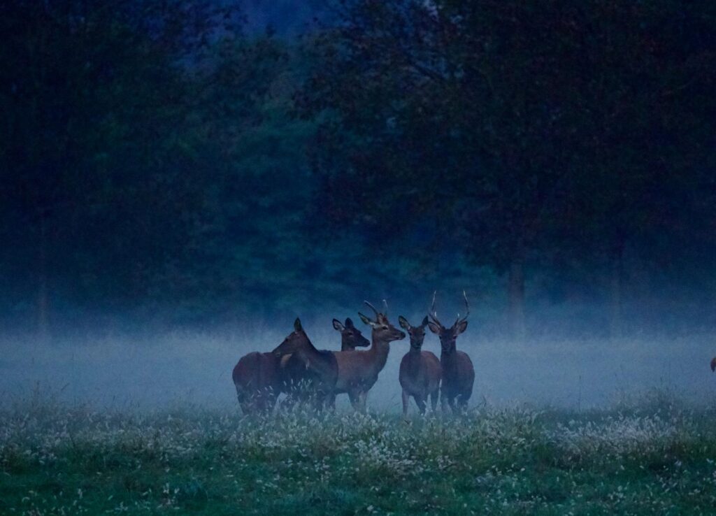 Gruppo di cervi nella nebbia azzurra del crepuscolo, osservati a distanza dal sentiero