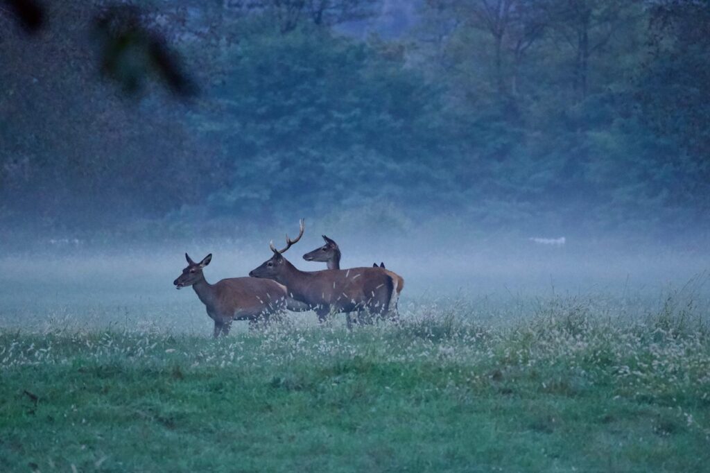 Tre cervi in una radura avvolta dalla nebbia del crepuscolo al Lago di Piano