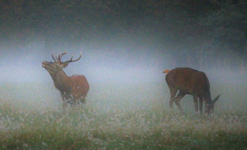 Cervo maschio che bramisce a collo teso nella nebbia, con una femmina al pascolo