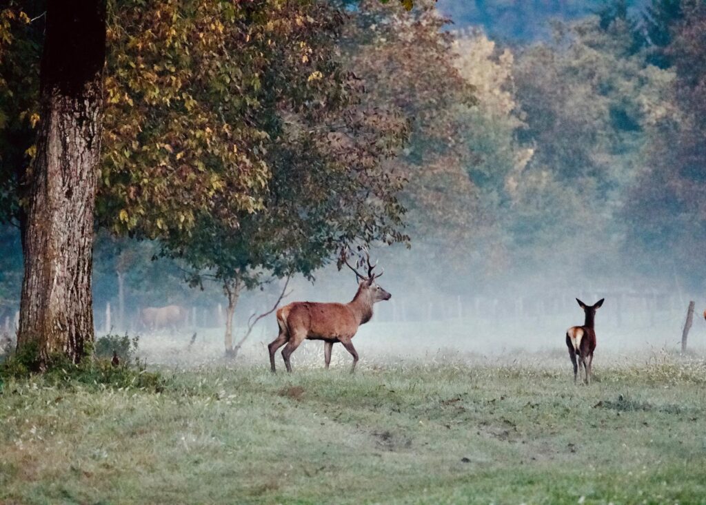 Cervo maschio attraversa una radura all’alba sotto un grande albero, con una femmina sullo sfondo