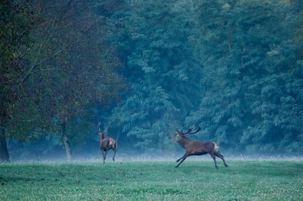 Due cervi maschi si inseguono in una radura durante la stagione del bramito