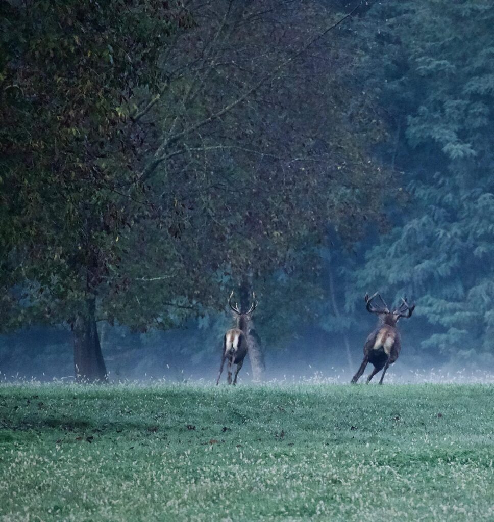 Due cervi maschi si allontanano verso il bosco nella nebbia del primo mattino