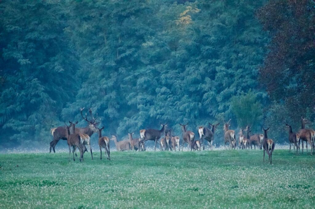 Grande gruppo di cervi al margine del bosco, con il maschio dominante a guardia dell’harem
