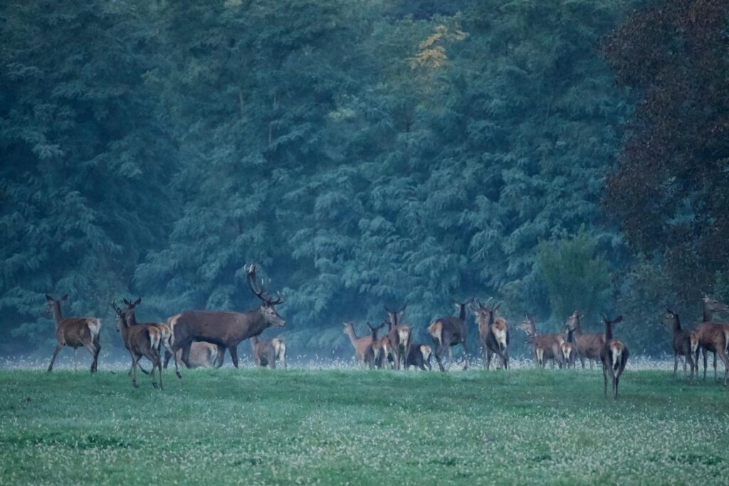 Cervo maschio in primo piano davanti al suo branco in una radura all’alba