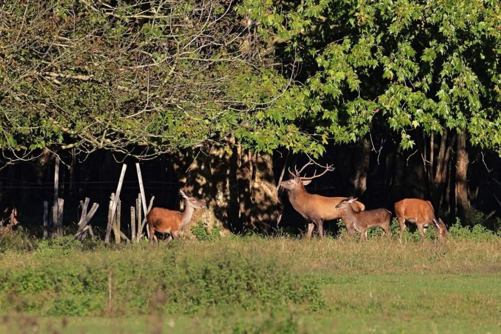 Cervo maschio e femmine al sole del mattino al limitare del bosco
