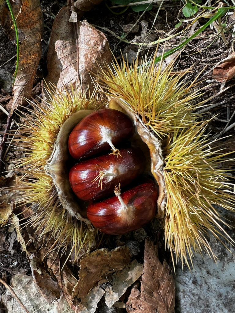 Un riccio appena aperto: è tempo di raccolta delle castagne.